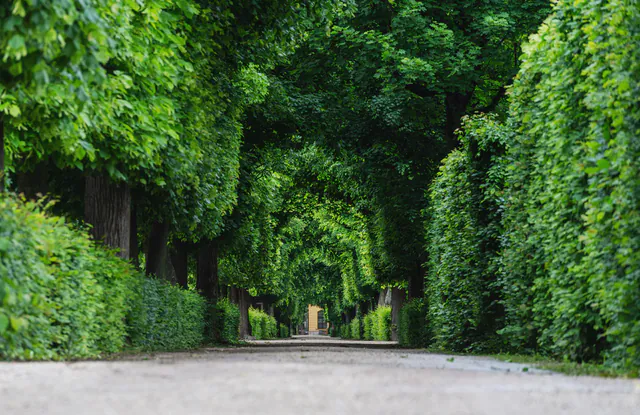 美泉宫花园 — photo 4