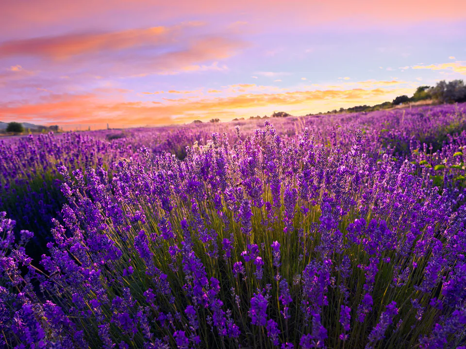 Blooming lavender field at sunset with vibrant purple flowers stretching toward pink and orange sky