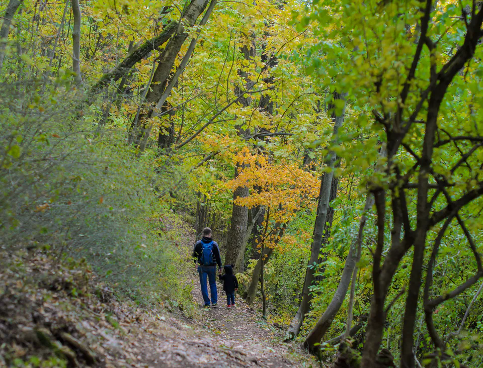 Forest trail winding through autumn trees in Buda Hills with hikers on path