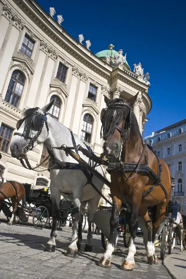The Ultimate Local's Guide to the Spanish Riding School & Lipizzaner Stallions