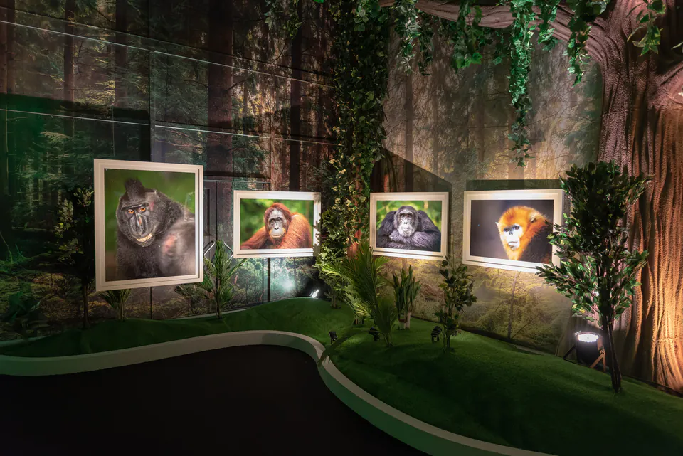 Wildlife photography exhibition with illuminated animal portraits displayed in a jungle-themed gallery setting