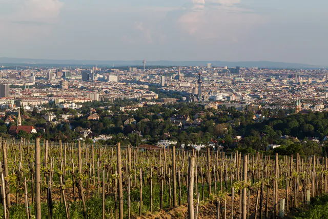Wien für Verliebte: Der ultimative romantische Reiseplan — Nachmittag: Weinberg-Spaziergänge & Sonnenliegen