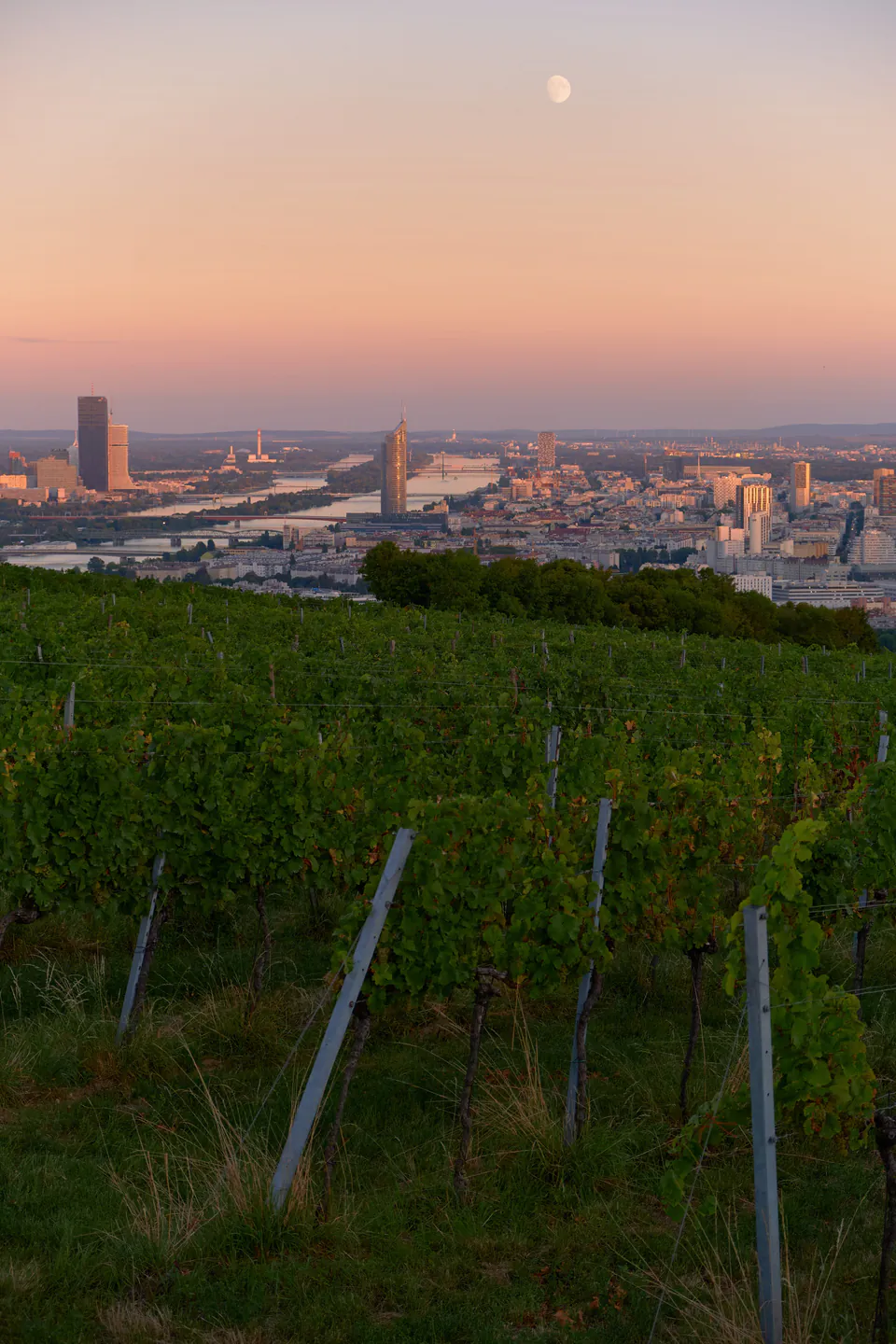 Uncorking Vienna: The Ultimate Local Guide to Urban Vineyards, Heurigen, and Wine Bars — The Birthplace of Urban Wine: A Brief History