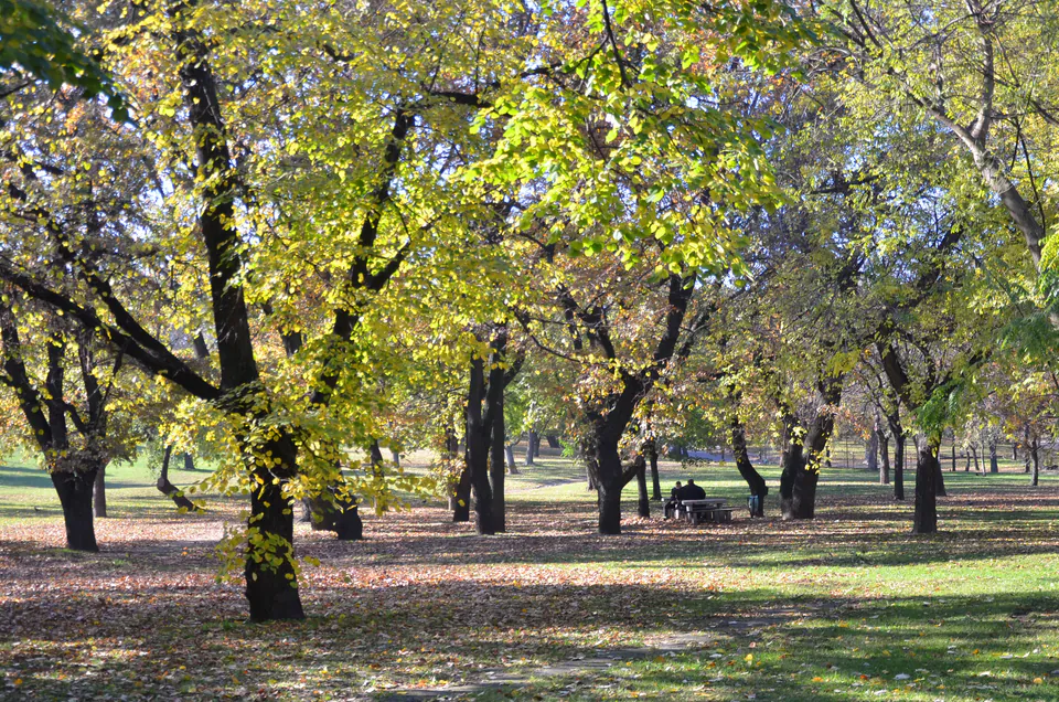 Tree-lined walking path through Margaret Island park with autumn leaves and scattered benches