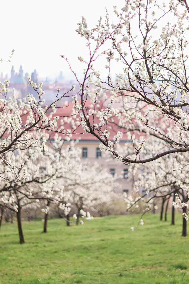 2026 Spring Travel Guide to Prague: Markets, Blooms, and Cultural Renewal — The Architectural Awakening of Baroque Terraces and Petřín Hill