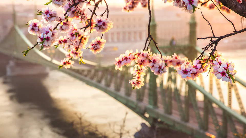 Cherry blossom branches hanging over Liberty Bridge in Budapest during spring sunset