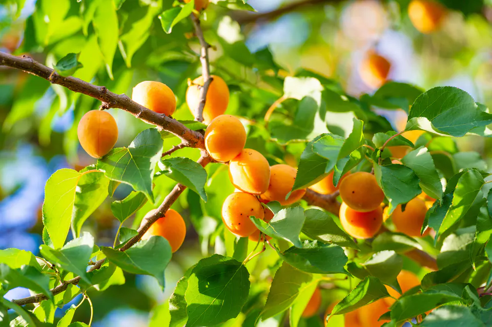 Ripe apricots growing on tree branches with bright green leaves in sunlight