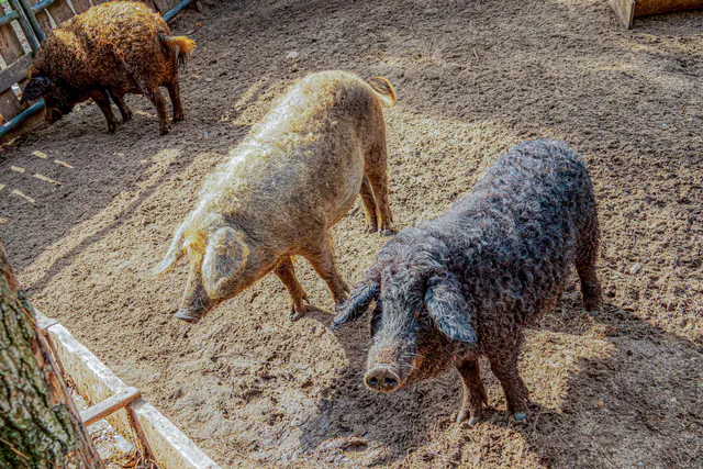 Mangalica Festival photo 2