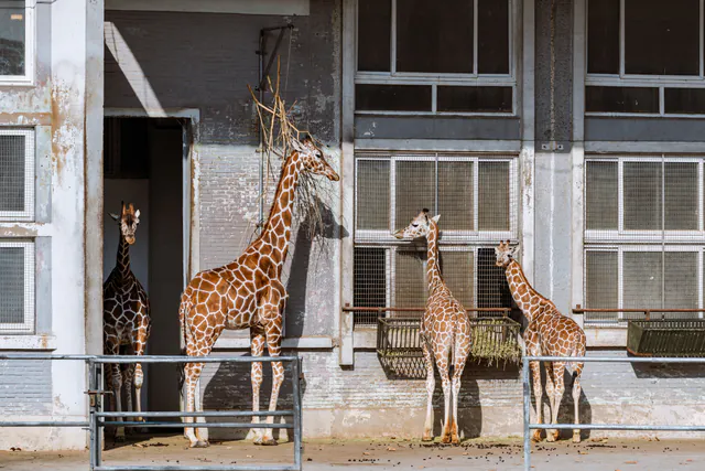 Prague Zoo — photo 3