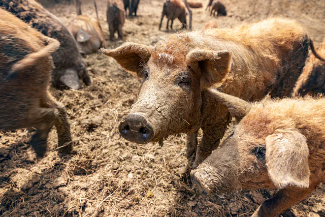 Mangalica Festival
