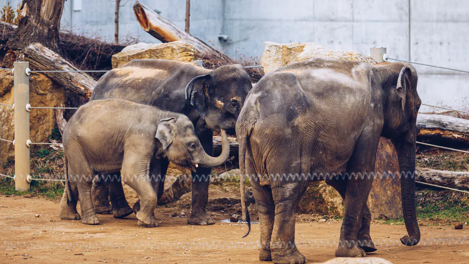 Prague Zoo — What to See & Do