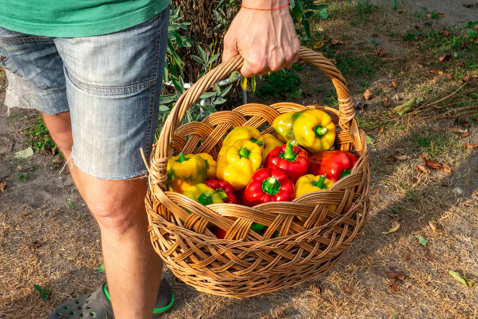 Plant-Based Budapest: A Local's Guide to Vegetarian & Vegan Dining — The Green Revolution in the Land of Paprika