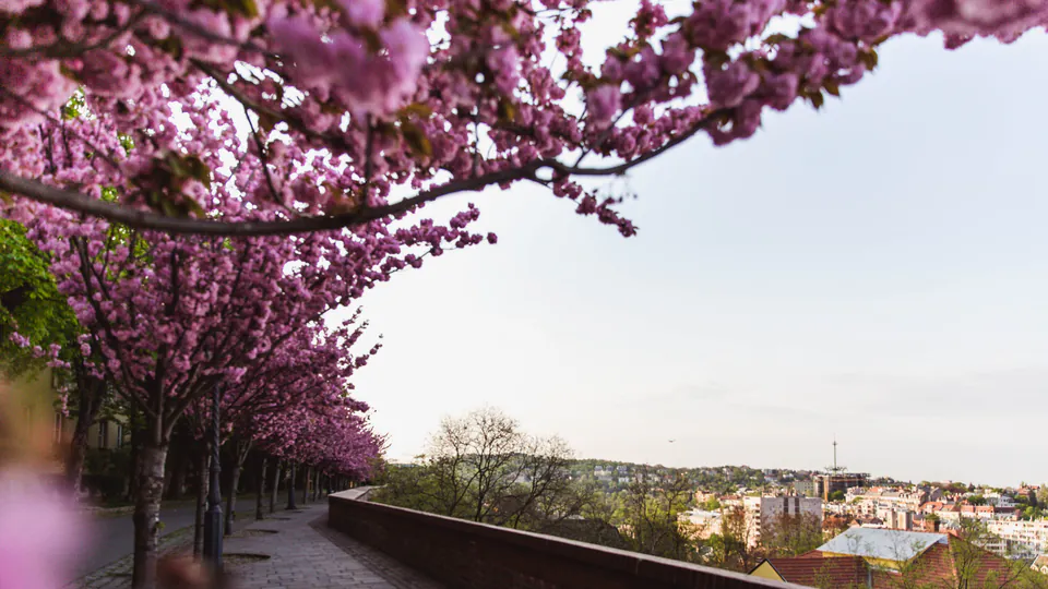 Budapest in Bloom: The Ultimate Local’s Guide to Spring Travel