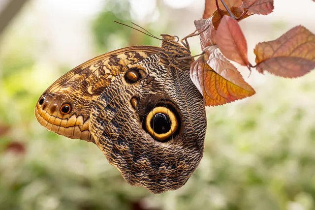 La Maison des Papillons — photo 4