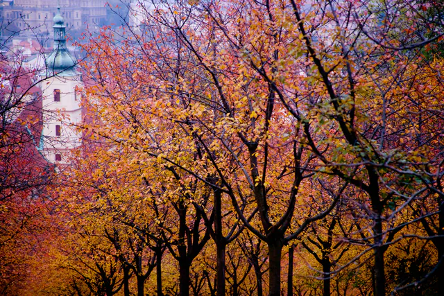 Staroměstská radnice and the Comprehensive Prague Autumn Travel Guide — Viticulture and Veneration: The Vinobraní Harvest Festivals and St. Wenceslas Traditions