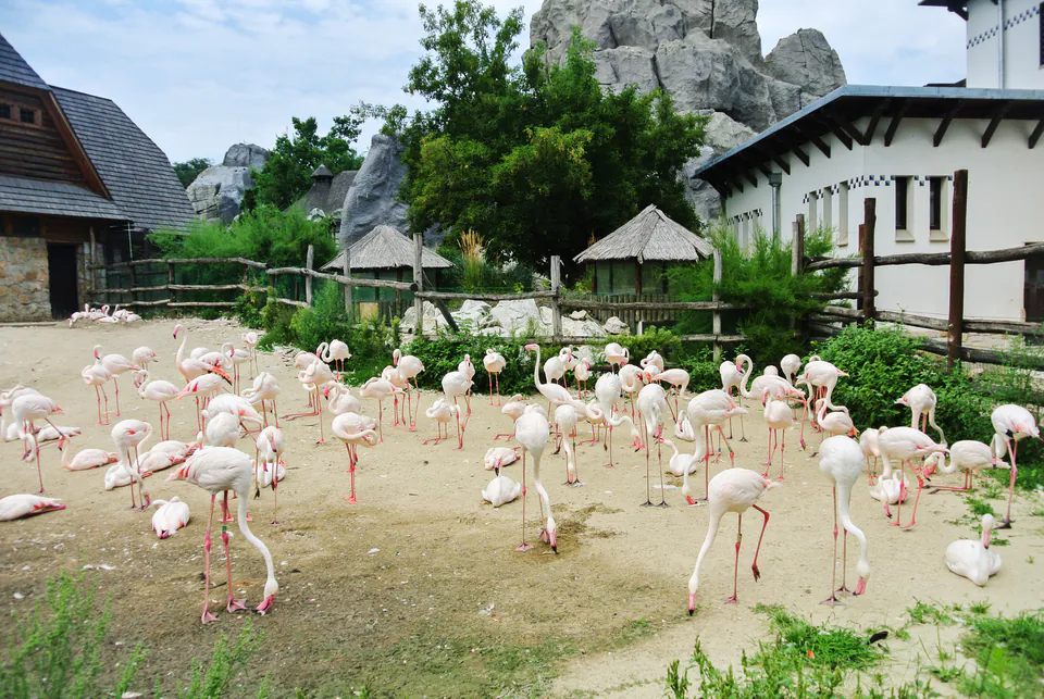 Pink flamingos gathered in an enclosure at Budapest Zoo with rock formations in background
