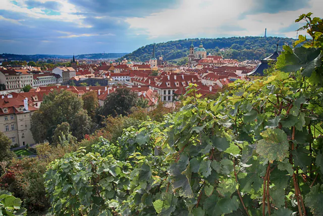 Vinograf Senovážné — Gastronomic Synergy: Culinary Pairings and Economics