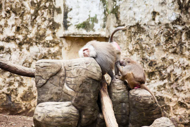 Prague Zoo — photo 7