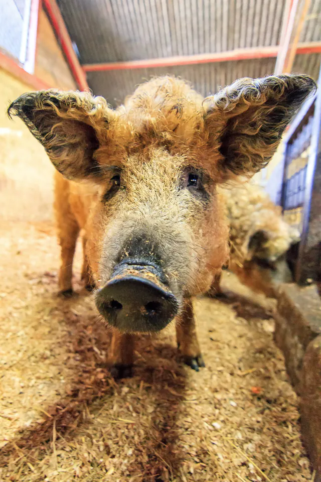 Mangalica Festival photo 4