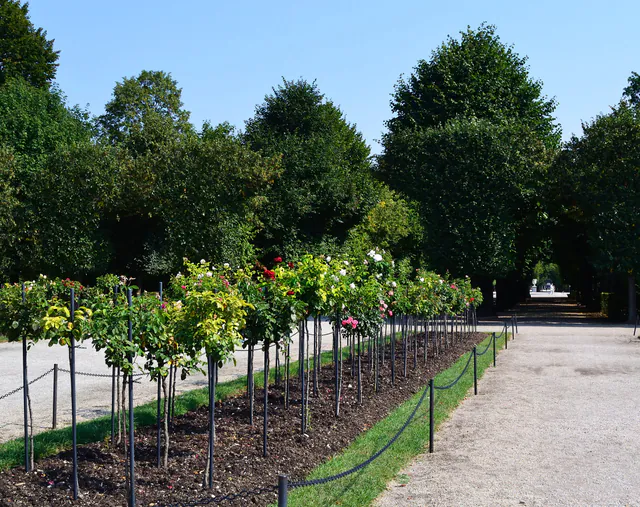 美泉宫花园 — photo 10