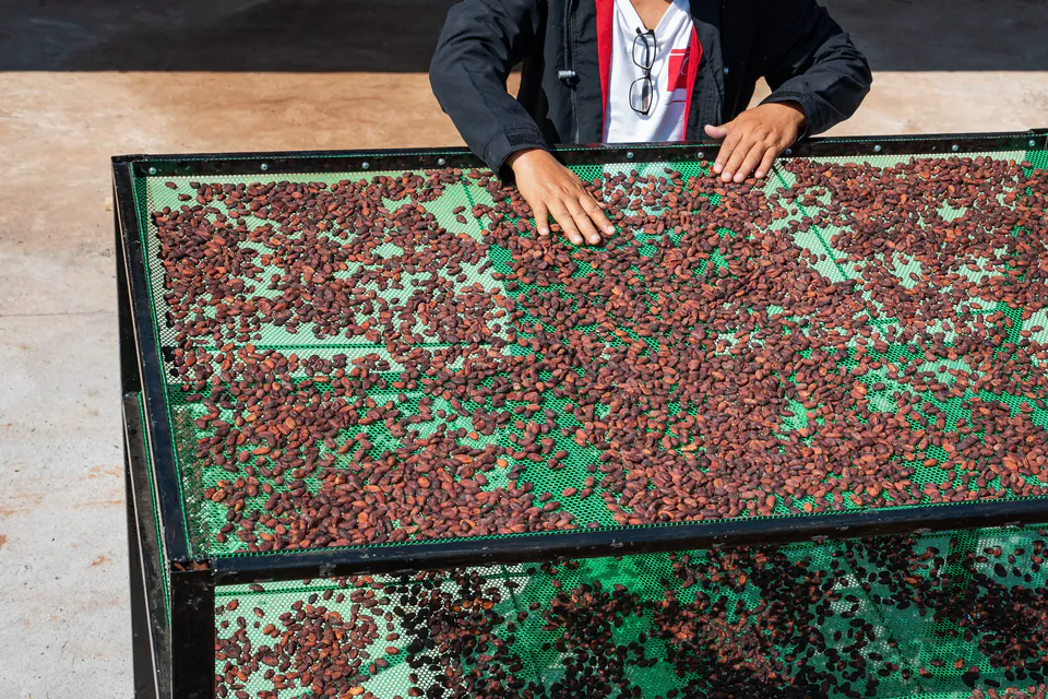 Chocotopia | Čokoládové zážitkové centrum — Where the Cacao Comes From
