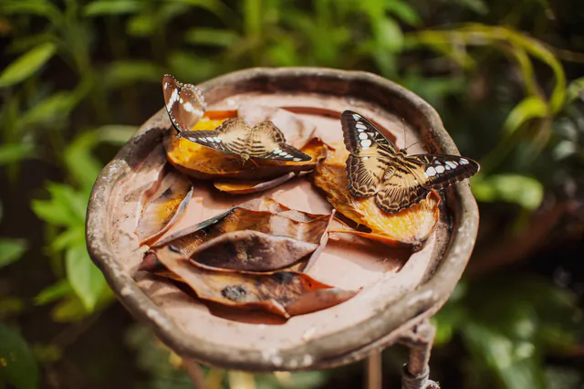 La Maison des Papillons — photo 5