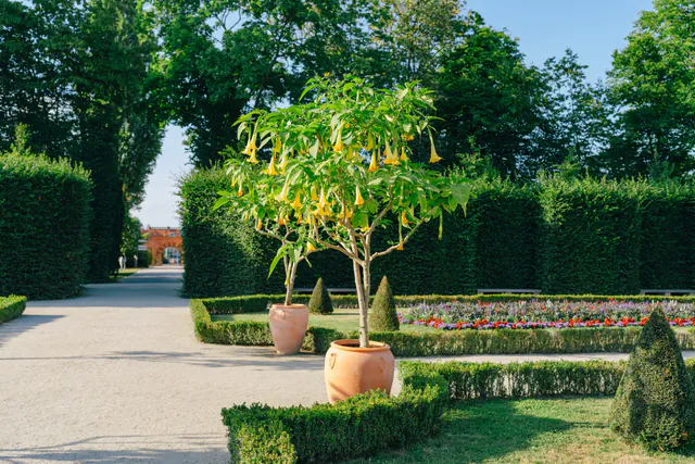 美泉宫花园 — photo 6